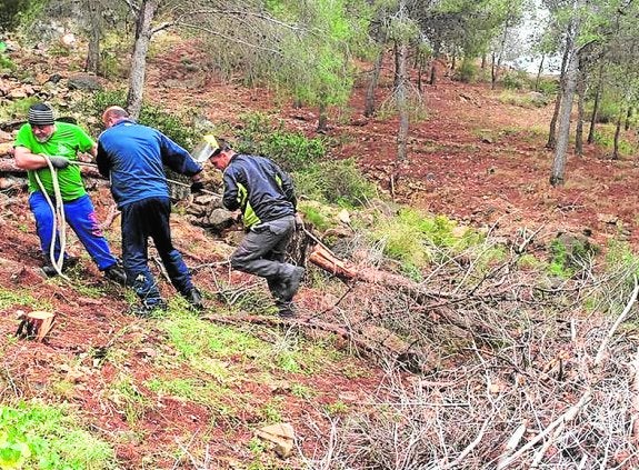 El Consistorio inicia otra fase de eliminación de pinos secos por el 'tomicus' en la sierra