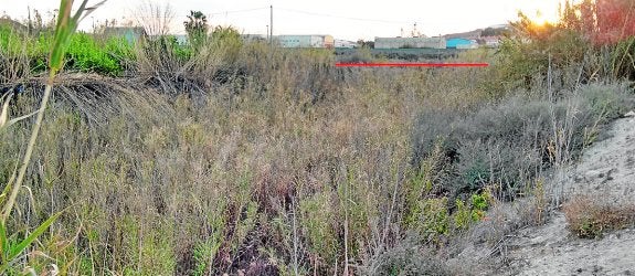 Una selva en Los Arcos