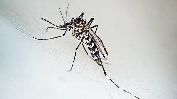 Sanidad propone pautas conjuntas para combatir el mosquito tigre