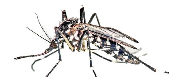 El mosquito tigre sigue avanzando y ya figura como 'vecino' de 19 municipios