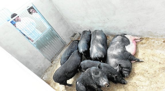 Casi todos los cerdos cogidos en Los Mateos acaban en el matadero