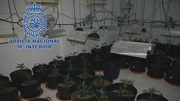 Un enganche ilegal de luz conduce a invernadero de marihuana