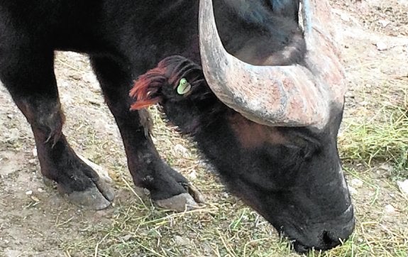 Un hombre muere embestido por un búfalo en un safari de Penáguila