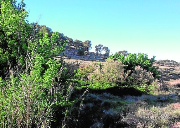 Se buscan ranitas meridionales