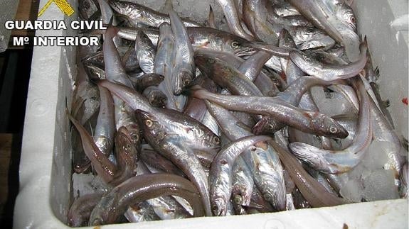 Intervienen casi 300 kilos de pescado ilegal en Alicante y Villajoyosa