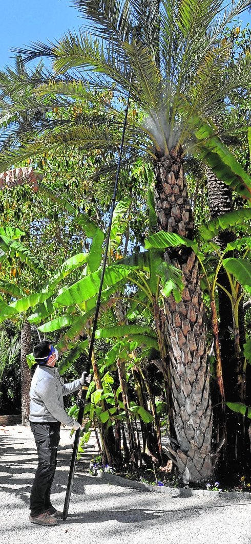 La lucha biológica contra el picudo arranca en el Parque Municipal y tres huertos más