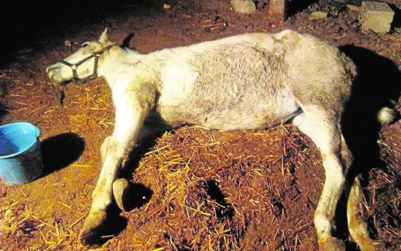 La dueña de dos yeguas denuncia su muerte por intoxicación con raticida