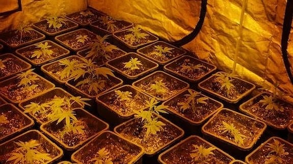 Desmantelan una plantación de marihuana con 800 esquejes y 75 plantas