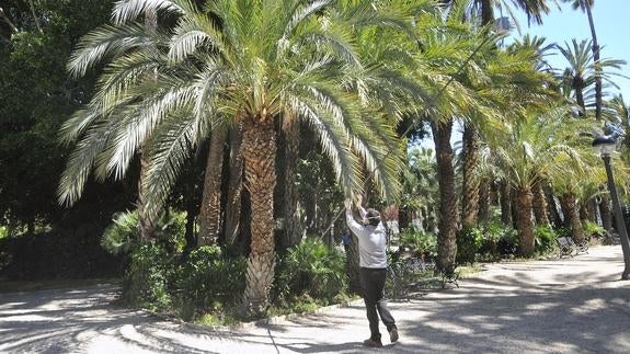 Túnez se fija en Elche para un plan de lucha contra el picudo