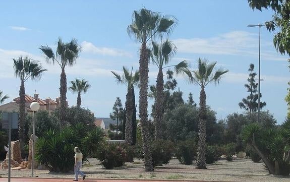El Ayuntamiento remoza los jardines del Raso tras años sin recibir limpieza