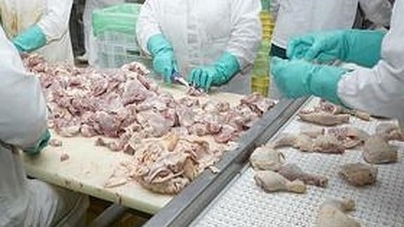 Obligados a llevar pañales para no parar la producción de carne de pollo