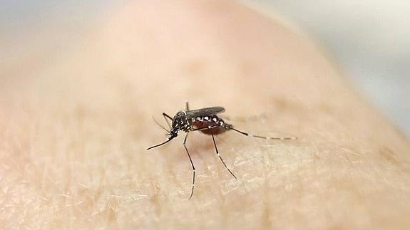 Dos nuevos casos de Zika en Valencia y Castellón