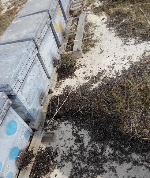 Denuncian el envenenamiento de 60 colmenas en Bacarot