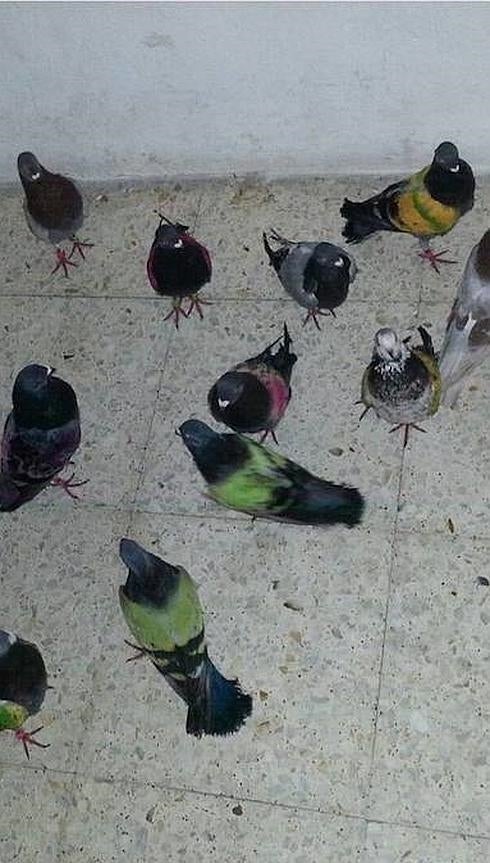 Detenido por robar en Altea 50 palomos de competición valorados en 20.000 euros