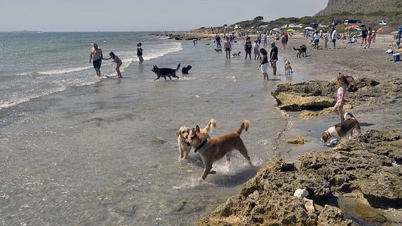 Alicante licita su primera playa canina