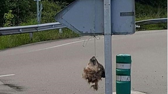 Aparece una cabeza de lobo decapitado en una señal de Asturias