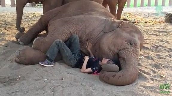 El entrañable vídeo en el que un elefante se duerme con una 'nana' de su dueña