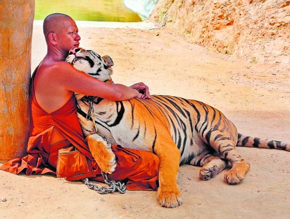 Los tigres sin templo