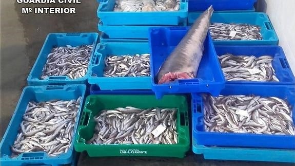Intervenidos más de 200 kilos de pescado ilegal en las lonjas de Altea y Moraira