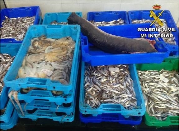 Intervenidos más de 200 kilos de pescado ilegal en Altea y Moraira