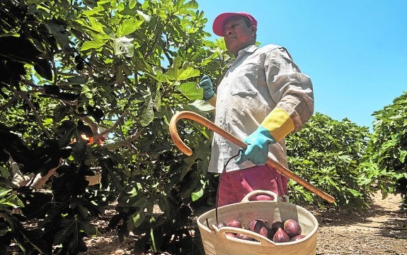 El Consell pide extender la marca de calidad de la breva a Elche y Crevillente