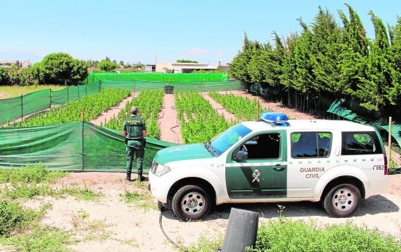 Tres detenidos por una plantación de marihuana en una finca de Daya Vieja