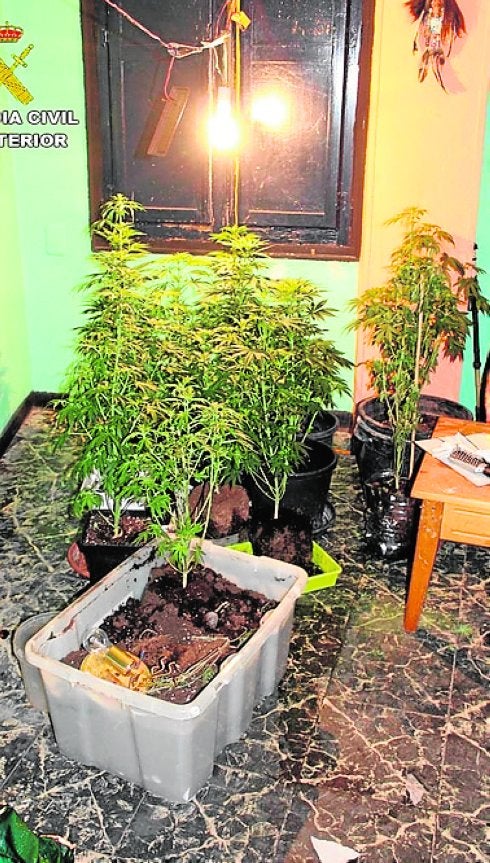 Hallan en Villena una plantación de marihuana al registrar la casa de un sospechoso de 19 robos