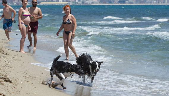 Elche estudiará la posibilidad de abrir una playa para perros en 2017