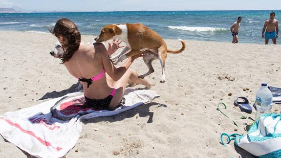 Responsabilizan a Mollà de que Elche no tenga aún playas para perros