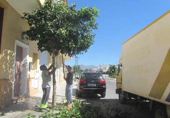 Diecisiete peones agrícolas podan y limpian Granja