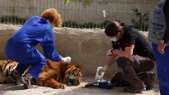 Rescatan a dos tigres de circo en Guardamar