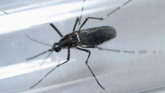 Sanidad confirma un nuevo caso de Zika en la provincia