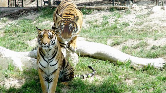 Muere una trabajadora de Terra Natura tras ser atacada por un tigre