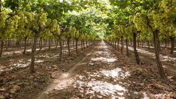 Arranca la campaña de la uva de mesa del Vinalopó marcada por los costes de producción, multiplicados por cinco