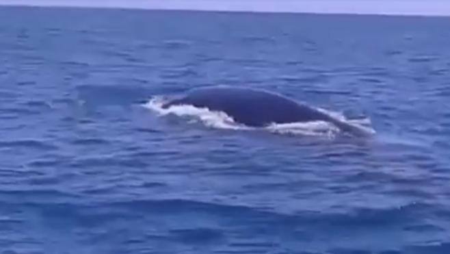 Avistada una ballena en Tabarca