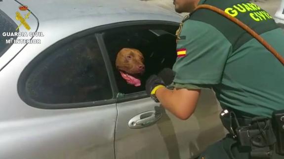 Rescatan a una perra del interior de un vehículo en Aspe