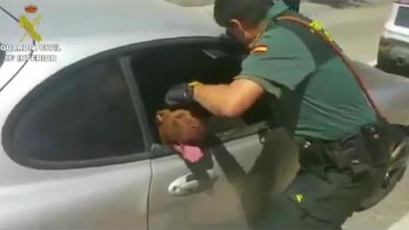 La Guadia Civil de Aspe rescata a un perro olvidado en un coche a pleno sol