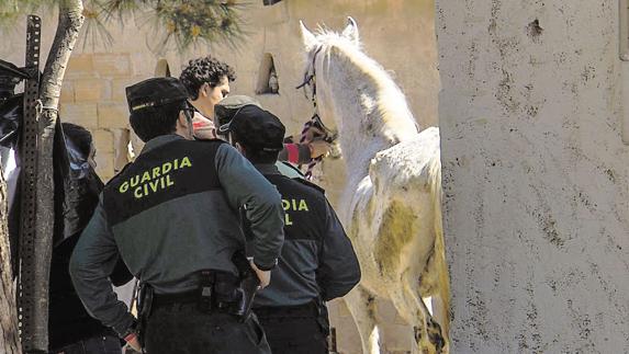 Condenado a nueve meses de prisión por maltratar a 21 caballos