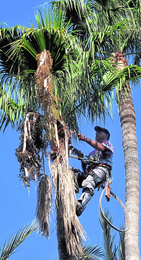 La tala de palmeras cae un 60% y apunta a que el picudo remite por primera vez