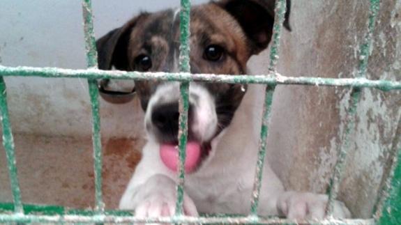 «Este perro será sacrificado el 20 de julio», una campaña de impacto que funciona