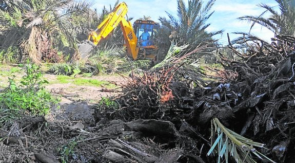 Erradicados dos focos de picudo en los huertos de la Cova y Altabix