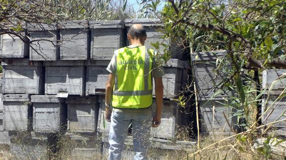 Sorprenden a un hombre cuando sustraía colmenas de un asentamiento apícola