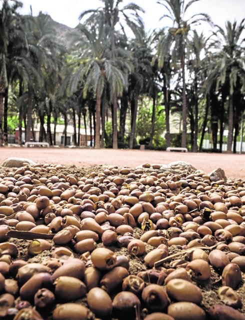 Medio Ambiente pone en marcha un contrato para poda y retirada de dátiles en El Palmeral