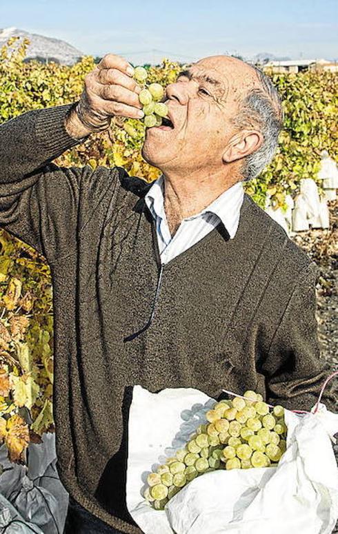 El sector de la uva de mesa del Vinalopó prevé que se mantengan los precios