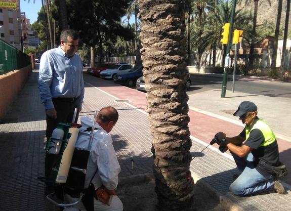 Aplican en El Palmeral un tratamiento pionero contra el picudo rojo