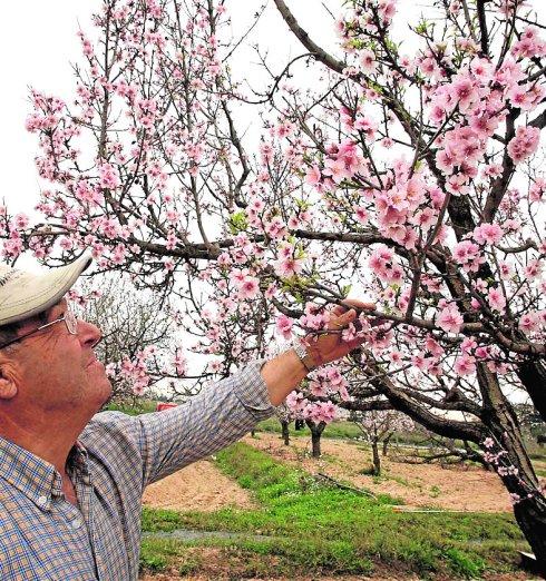 Los cultivos de limón y almendra de regadío registran el mayor valor