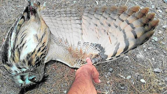 Semana negra para los búhos de Escalona