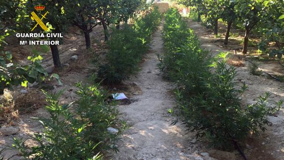 Hallan más de 2.000 plantas de 'maría' camufladas en un huerto de Ulea