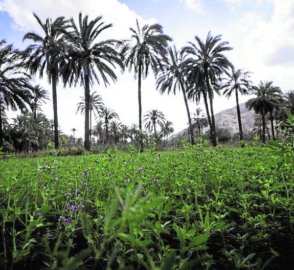 El Consistorio somete a información pública el Plan Especial del Palmeral