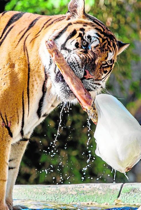 Helado de sangre, ramas de olivo y gusanos para refrescar a los animales